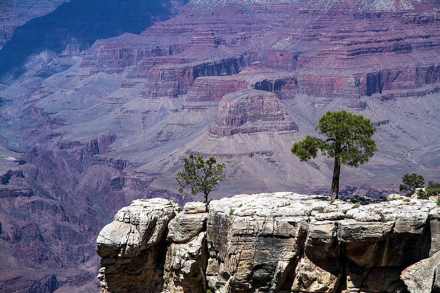 Lone Pine Trees on Grand Canyon Cliff Edge