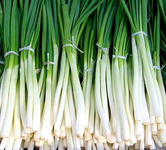 Fresh Bundles of Green Onions with White Stalks