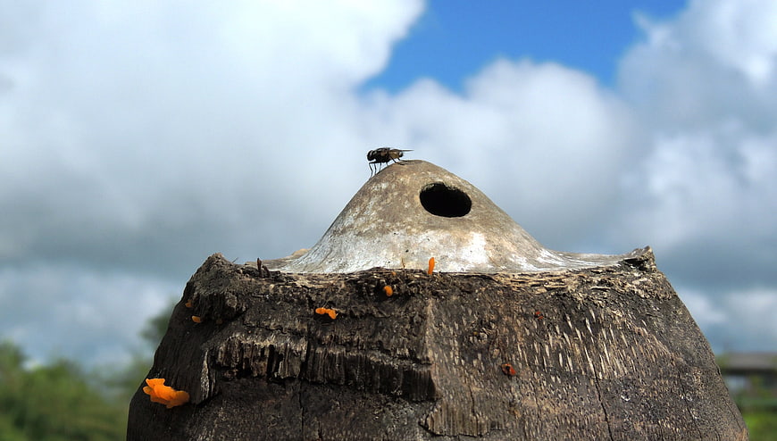 Fly on weathered wooden post with orange fungi against cloudy sky