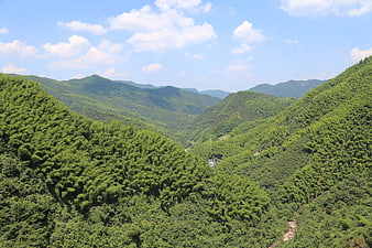 Lush Green Bamboo Forest Mountain Landscape