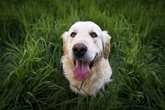 Happy Golden Retriever Panting in Green Grass