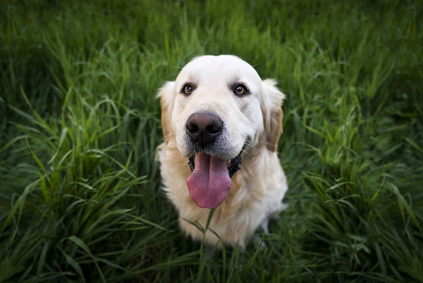 Happy Golden Retriever Panting in Green Grass