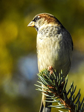 Close-up of a House Sparrow Perched on a Pine Branch
