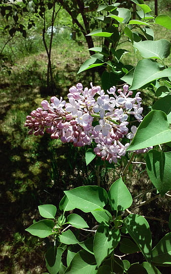 Close-up of blooming purple lilac flowers on a sunny spring day