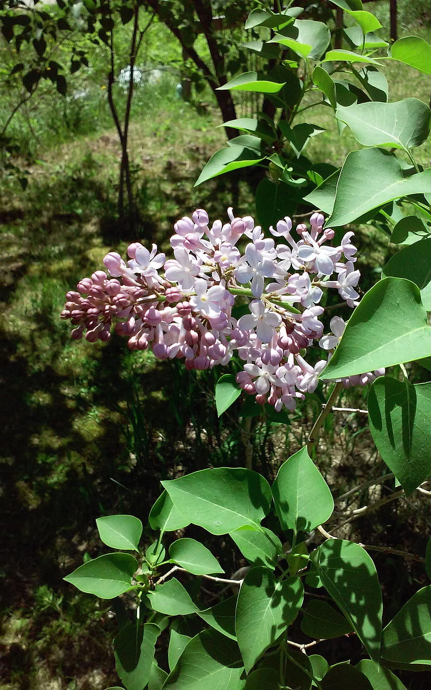 Close-up of blooming purple lilac flowers on a sunny spring day