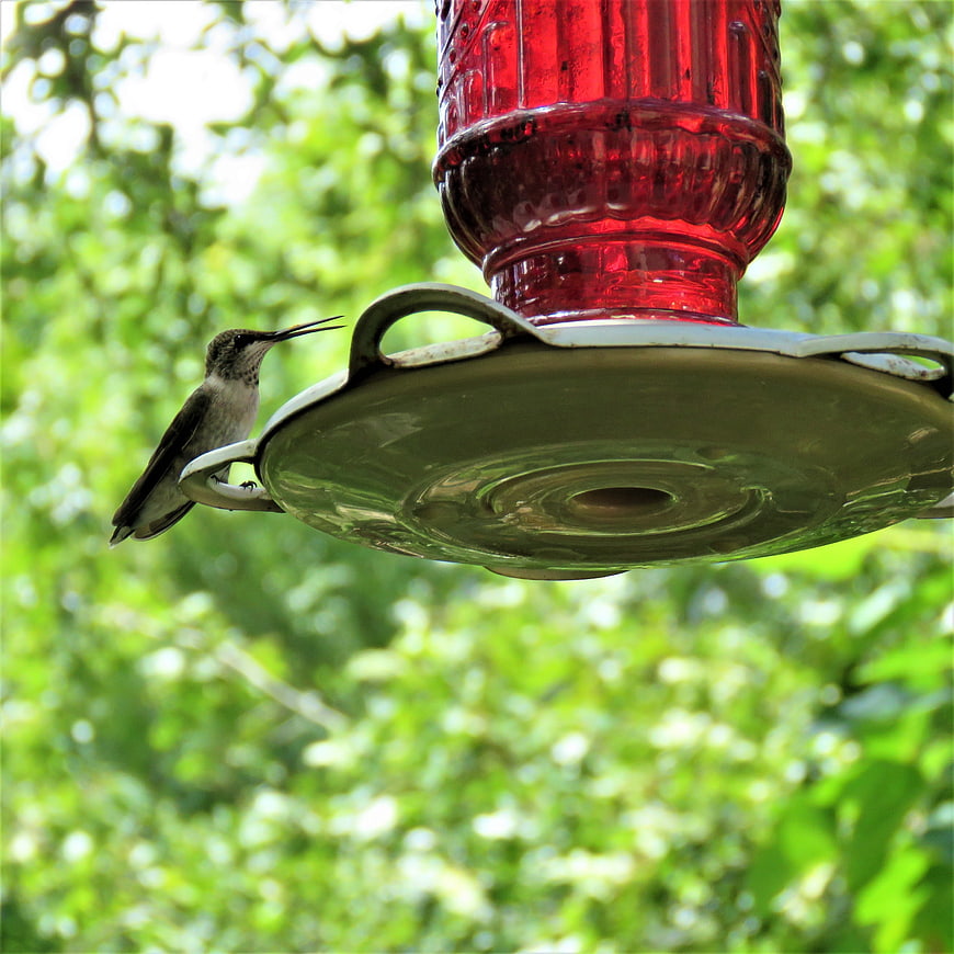 Hummingbird perched on red glass feeder in garden