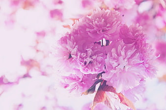 Close-up of pink cherry blossoms with soft bokeh background