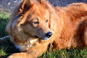 Fluffy Golden Dog Lying In Sunlit Grass