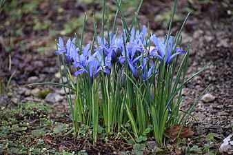 Cluster of purple dwarf irises blooming in garden soil
