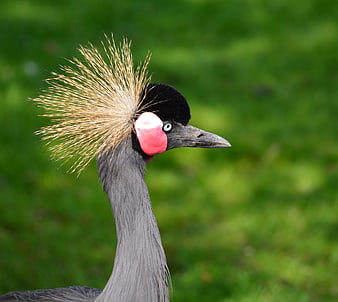 Close-up portrait of a Grey Crowned Crane with golden crest