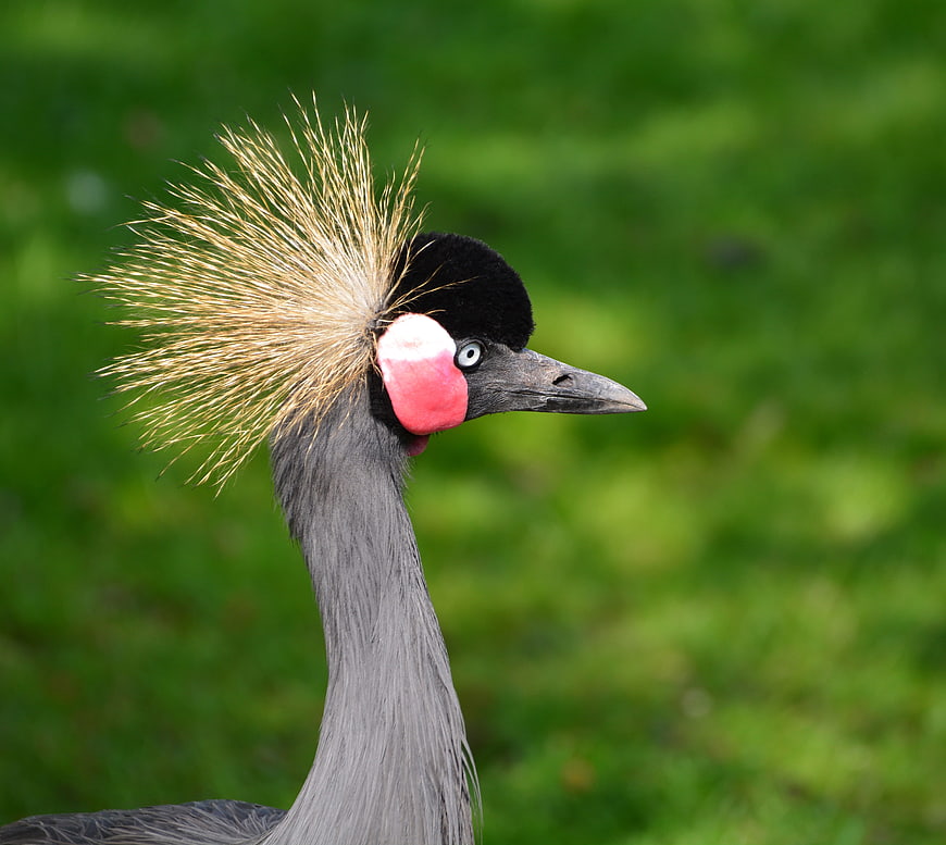 Close-up portrait of a Grey Crowned Crane with golden crest
