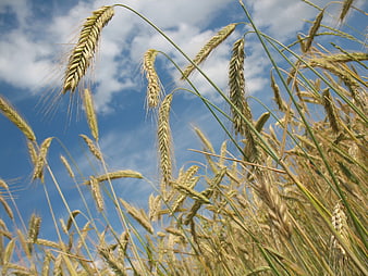 Golden Wheat Ears Against Blue Sky with Clouds