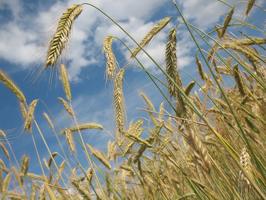 Golden Wheat Ears Against Blue Sky with Clouds