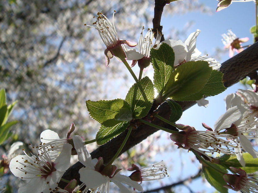 Close-up of white cherry blossoms on a branch in spring