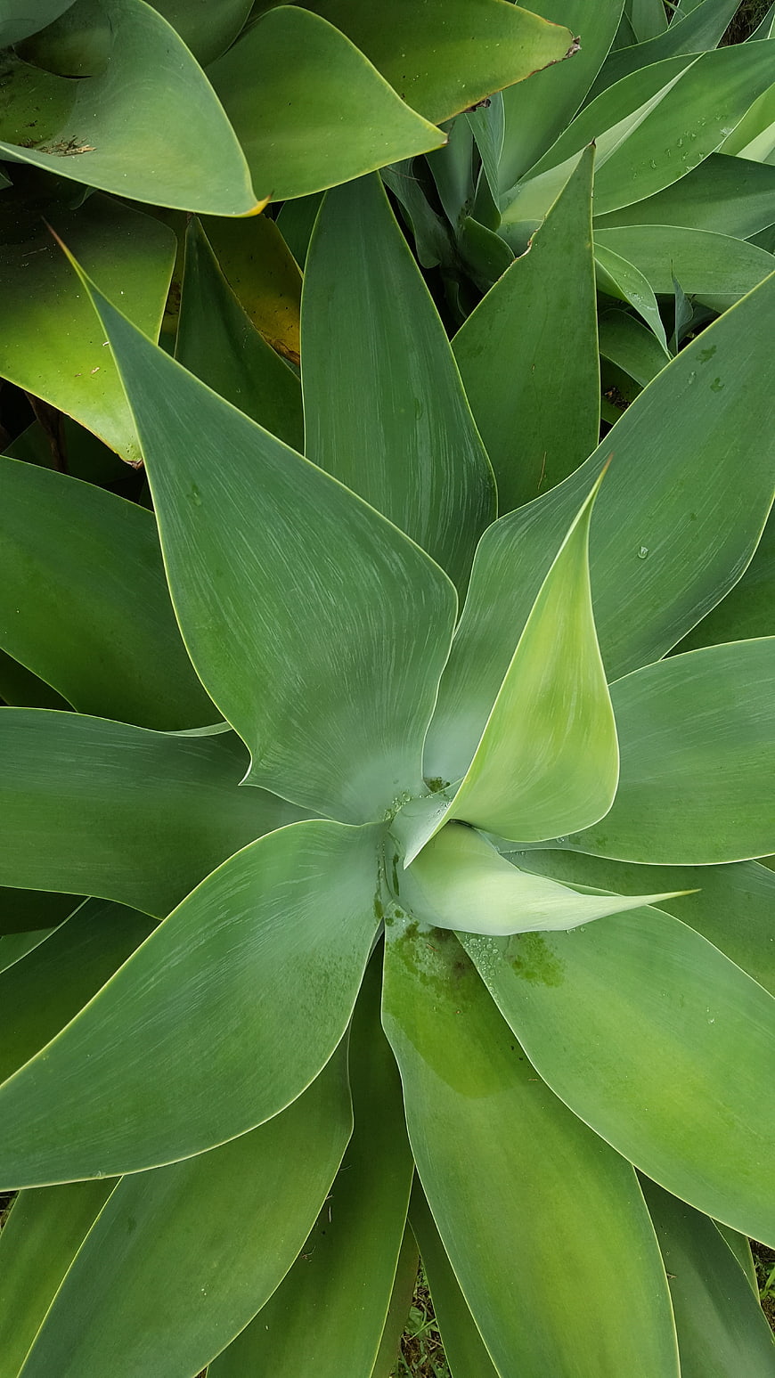 Close-up of vibrant green agave plant leaves
