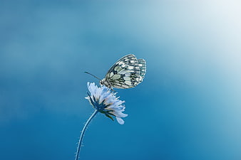 White Butterfly on Blue Cornflower Against Sky