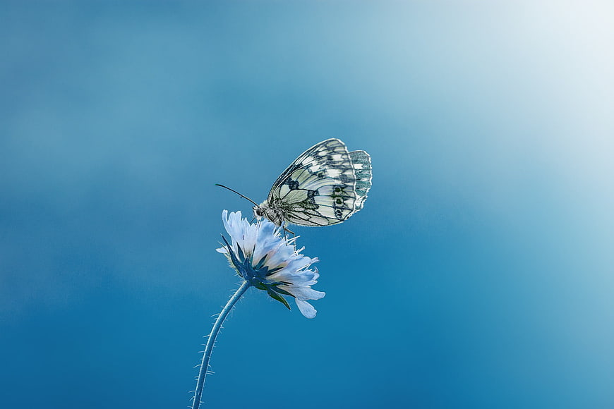 White Butterfly on Blue Cornflower Against Sky