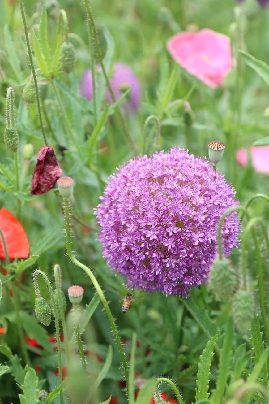 Purple Allium Flower with Bee in Garden
