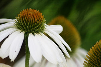 Close-up of white echinacea flower with orange cone