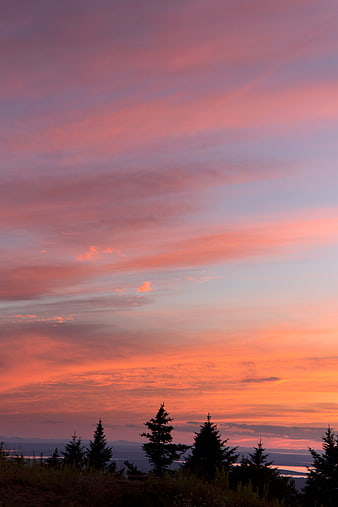 Vibrant Pink and Orange Sunset Sky Over Silhouetted Pine Trees