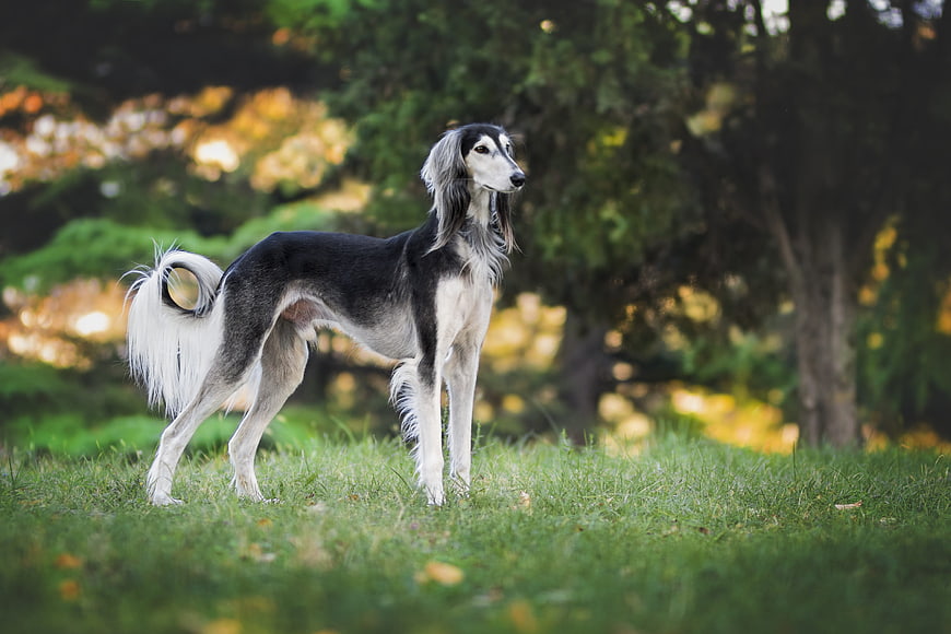 Elegant Saluki Dog Standing in Green Grass