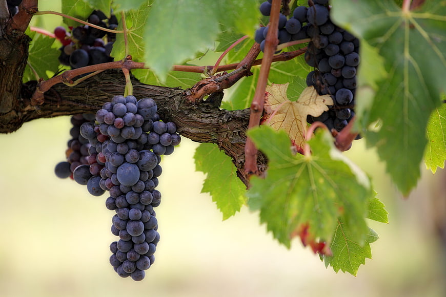 Ripe Purple Grapes Hanging on Vine in Vineyard