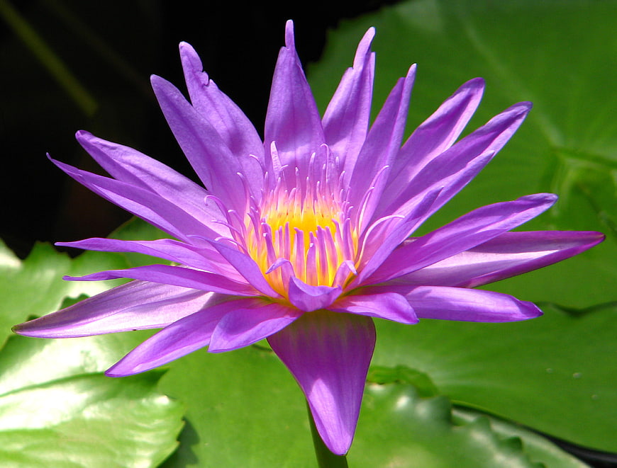 Vibrant Purple Water Lily Close-Up on Green Lily Pads