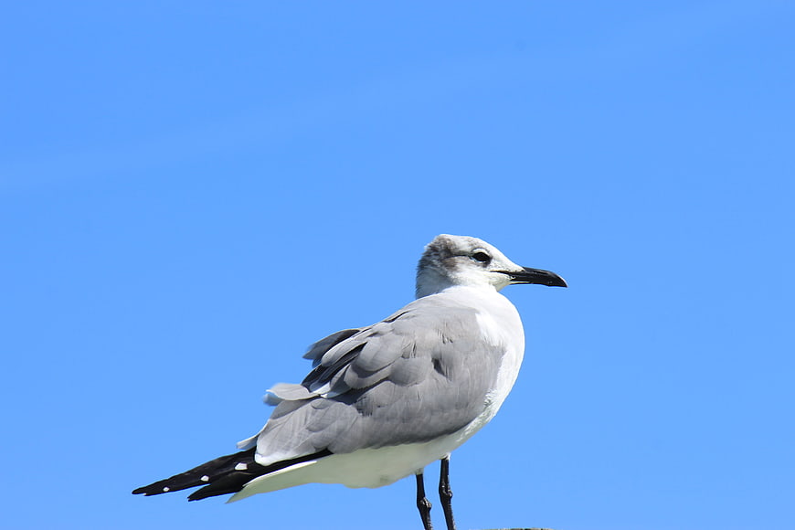 Seagull Standing Against Clear Blue Sky