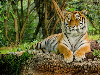 Majestic tiger resting on stone ledge in lush green forest