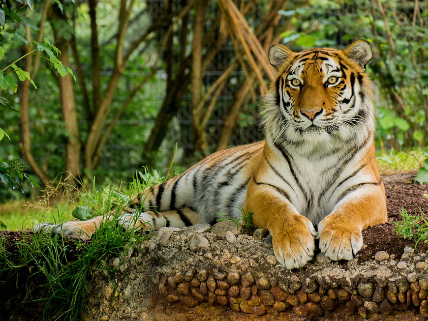 Majestic tiger resting on stone ledge in lush green forest