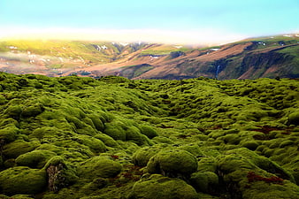Vast Green Mossy Lava Field Landscape in Iceland