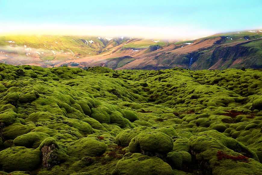 Vast Green Mossy Lava Field Landscape in Iceland