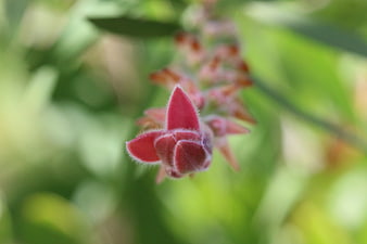 Close-up of fuzzy red flower bud against green background