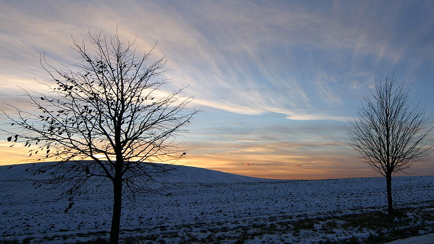 Silhouetted Trees in Snowy Winter Landscape at Sunset