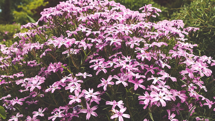 Vibrant Pink Phlox Flowers in Full Bloom