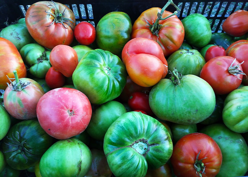 Fresh heirloom tomatoes in a black harvest basket
