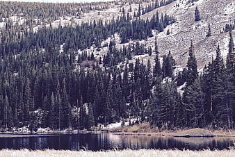 Serene mountain lake surrounded by pine forest and rocky slopes