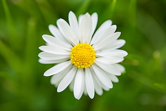 Close-up of a white daisy with yellow center on green grass