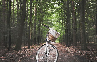 Vintage white bicycle with basket on forest path