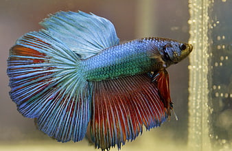 Vibrant Blue and Red Betta Fish Swimming in Aquarium