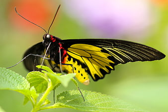 Close-up of a vibrant yellow and black butterfly on a green leaf