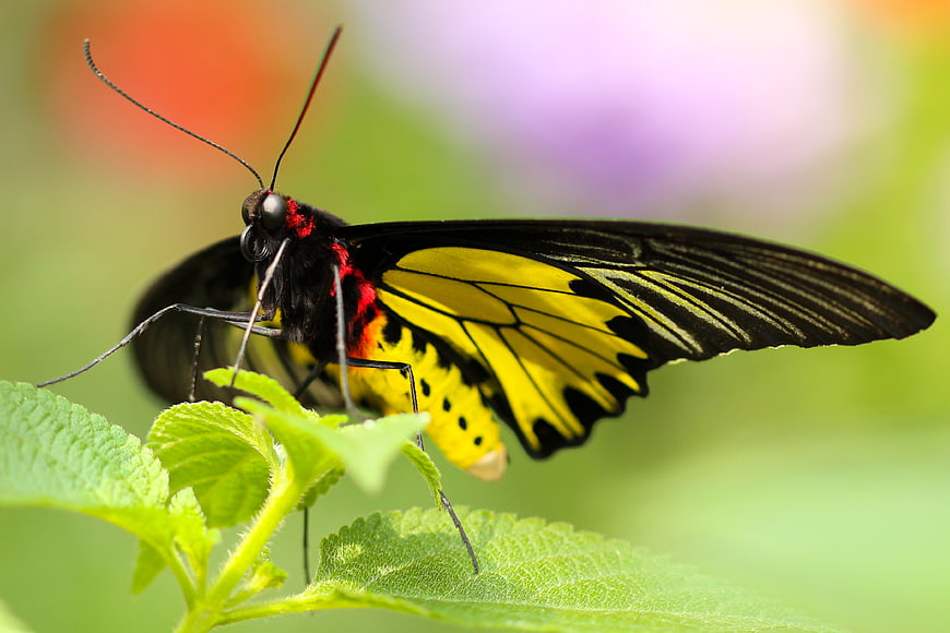 Close-up of a vibrant yellow and black butterfly on a green leaf