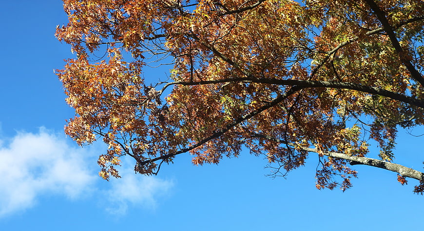 Autumn Oak Tree Branches Against Blue Sky