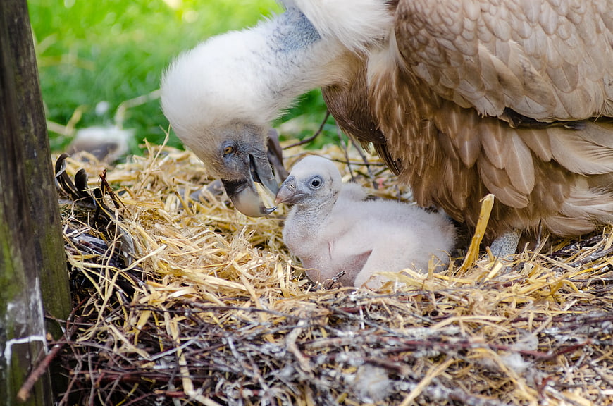 Vulture Parent Feeding Hatchling in Nest