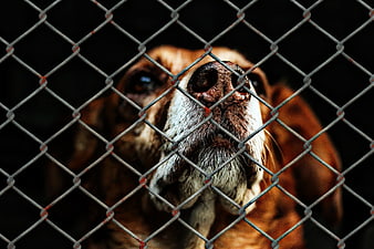 Sad dog looking through chain link fence in dark shelter