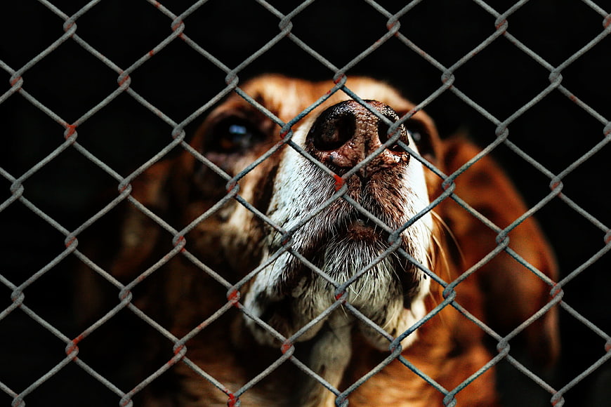 Sad dog looking through chain link fence in dark shelter