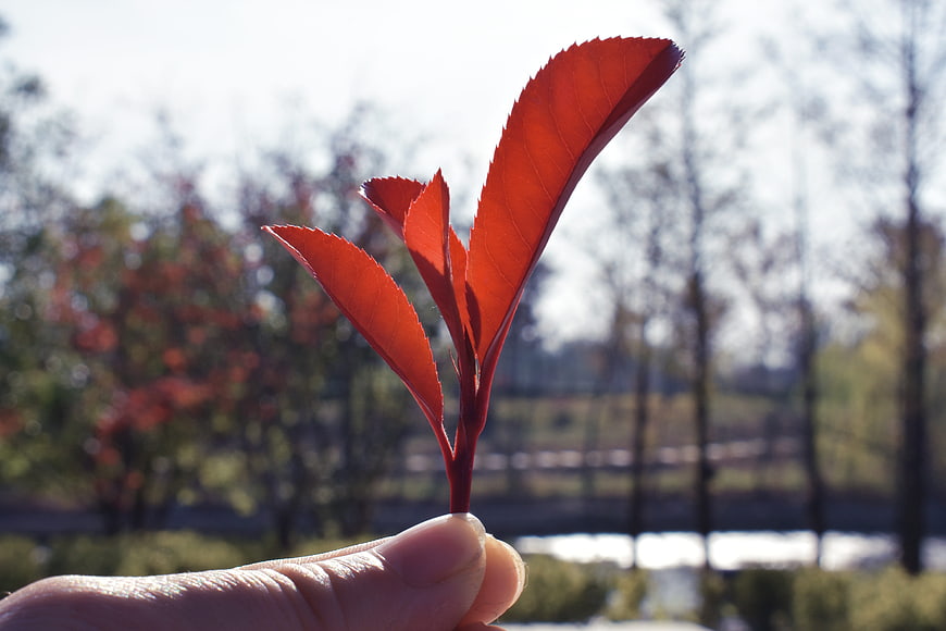 Hand holding vibrant red leaf against blurred park background