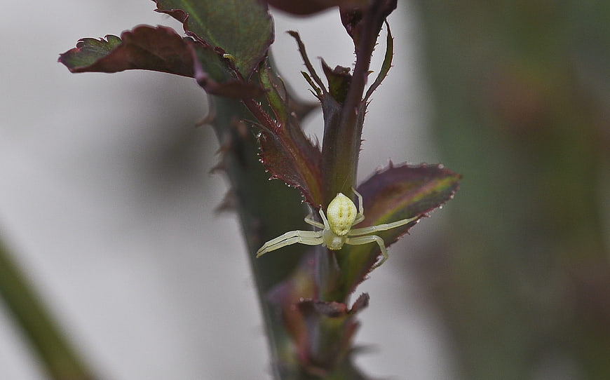 Close-up of a pale green crab spider on a thorny plant stem