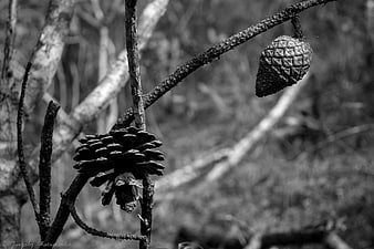 Black and white pine cones on a branch in a forest