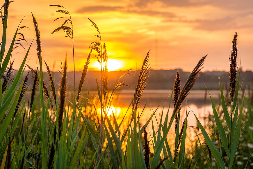 Golden Sunset Over Lake Through Tall Reeds